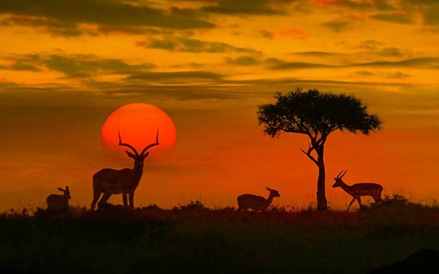 Kenya Safari